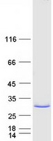 protp16083 nqo2 human recombinant protein