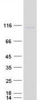 protp16383 c2orf3 gcfc2 human recombinant protein