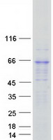 Coomassie blue staining of purified KCNA2 protein