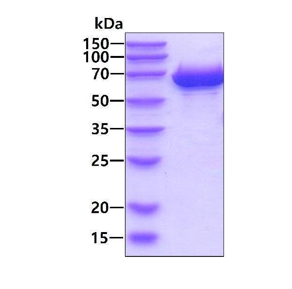 3ug by SDS-PAGE under reducing condition and visualized by coomassie blue stain