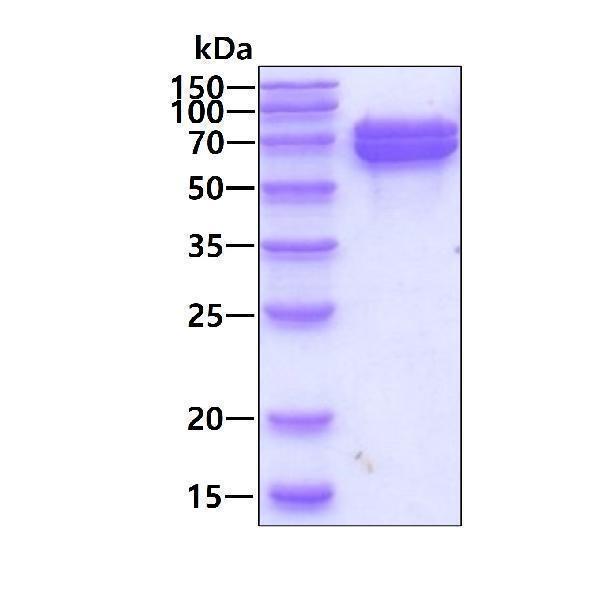 3ug by SDS-PAGE under reducing condition and visualized by coomassie blue stain