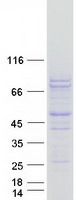 protp16519 proprotein convertase 2 pcsk2 human recombinant protein
