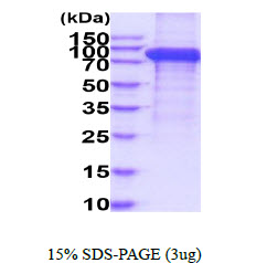 3ug by SDS-PAGE under reducing condition and visualized by coomassie blue stain