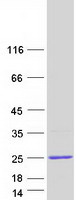 protp17096 hmga1 human recombinant protein