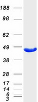 Coomassie blue staining of purified GOT1 protein
