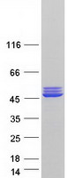 protp17540 ckmt2 human recombinant protein