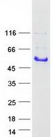 Coomassie blue staining of purified GAP43 protein