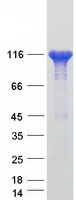 Coomassie blue staining of purified VCL protein