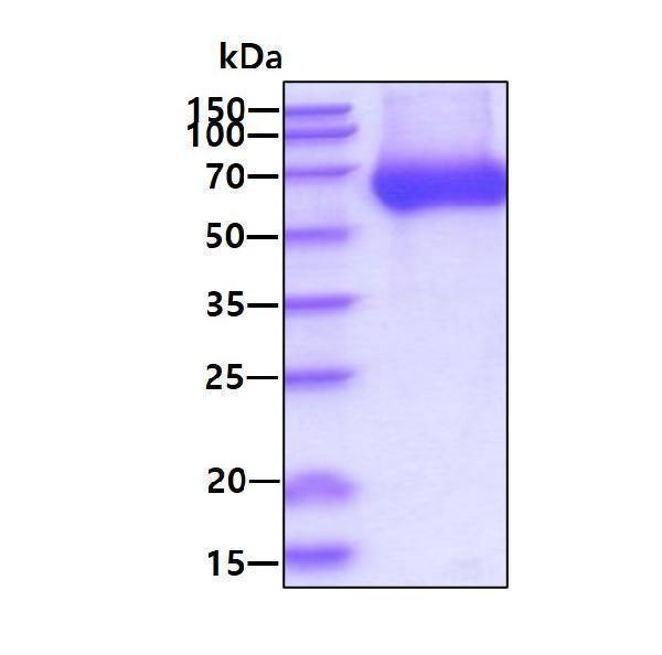 3ug by SDS-PAGE under reducing condition and visualized by coomassie blue stain