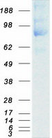 Coomassie blue staining of purified PTPRA protein