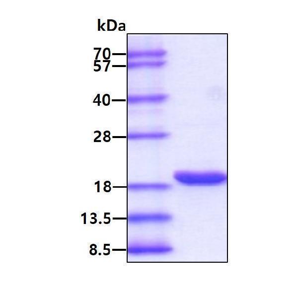 3ug by SDS-PAGE under reducing condition and visualized by coomassie blue stain