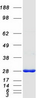 Coomassie blue staining of purified PGAM1 protein