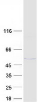 Coomassie blue staining of purified FUT1 protein