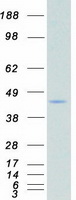 protp19784 csnk2a2 human recombinant protein
