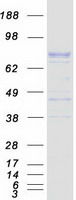 Coomassie blue staining of purified AOC1 protein