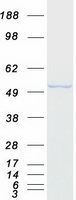 protp20073 annexin vii anxa7 human recombinant protein