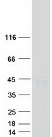 protp20142 pepsinogen ii pgc human recombinant protein