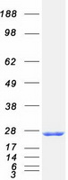 protp20338 rab4 rab4a human recombinant protein
