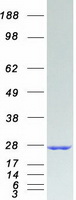 protp20340 rab6a human recombinant protein