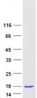 Coomassie blue staining of purified COX5A protein