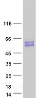 protp20749 bcl3 human recombinant protein