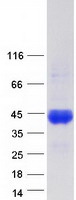 protp20851 c4bpb human recombinant protein