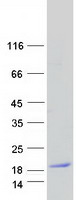 protp21145 mal human recombinant protein