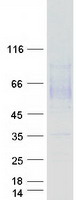 protp21757 msr1 human recombinant protein