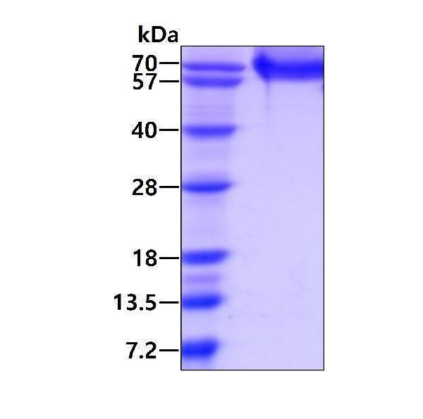 3ug by SDS-PAGE under reducing condition and visualized by coomassie blue stain