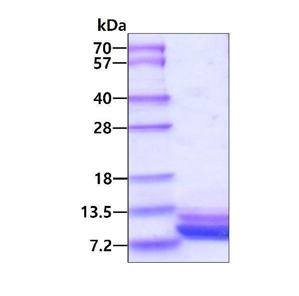 3ug by SDS-PAGE under reducing condition and visualized by coomassie blue stain