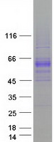 Coomassie blue staining of purified BMP6 protein