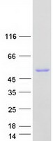 protp22102 gart human recombinant protein