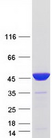 protp22234 paics human recombinant protein