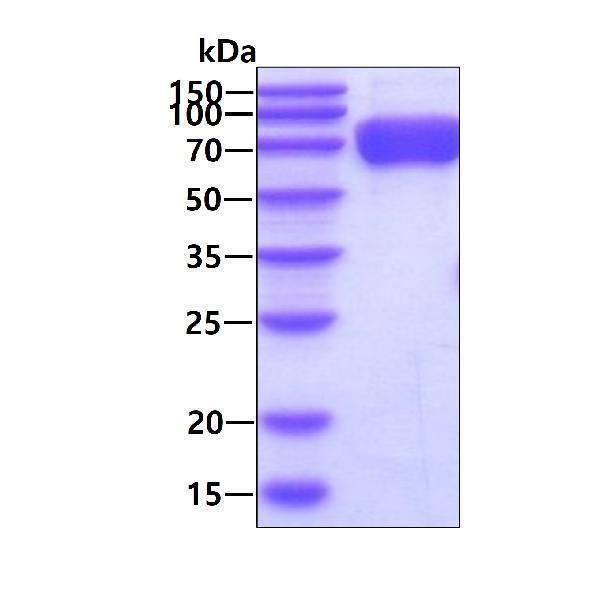 3ug by SDS-PAGE under reducing condition and visualized by coomassie blue stain