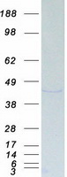 Coomassie blue staining of purified USF1 protein