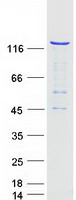 protp22670 rfx1 human recombinant protein