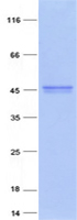 Coomassie blue staining of purified XPA protein