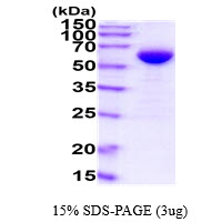 3ug by SDS-PAGE under reducing condition and visualized by coomassie blue stain
