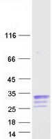 Coomassie blue staining of purified CBLN1 protein