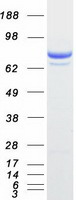 Coomassie blue staining of purified PTPRE protein