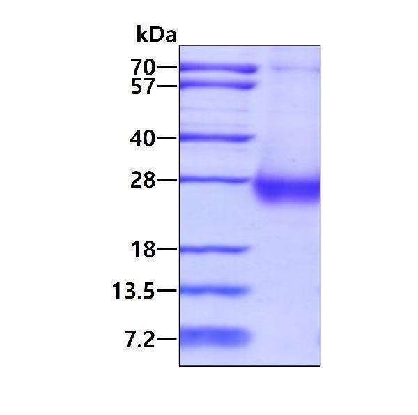 3ug by SDS-PAGE under reducing condition and visualized by coomassie blue stain