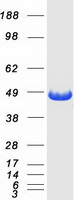 protp23526 ahcy human recombinant protein