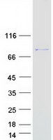 protp23743 dgka human recombinant protein