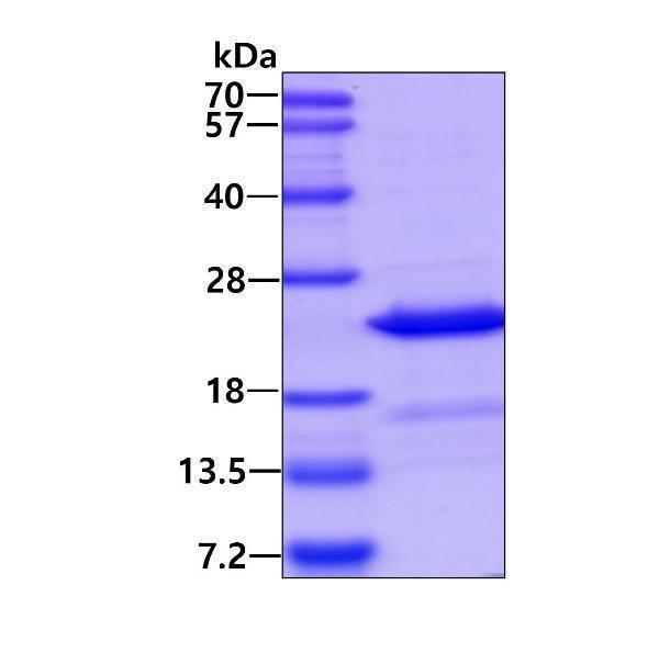 3ug by SDS-PAGE under reducing condition and visualized by coomassie blue stain