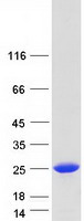 protp24001 il32 human recombinant protein