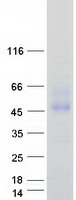 protp24071 cd89 fcar human recombinant protein