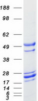 Coomassie blue staining of purified GADD45A protein