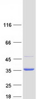 protp24534 eef1b2 human recombinant protein