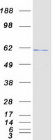Coomassie blue staining of purified TBXAS1 protein