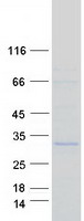 Coomassie blue staining of purified NFYB protein